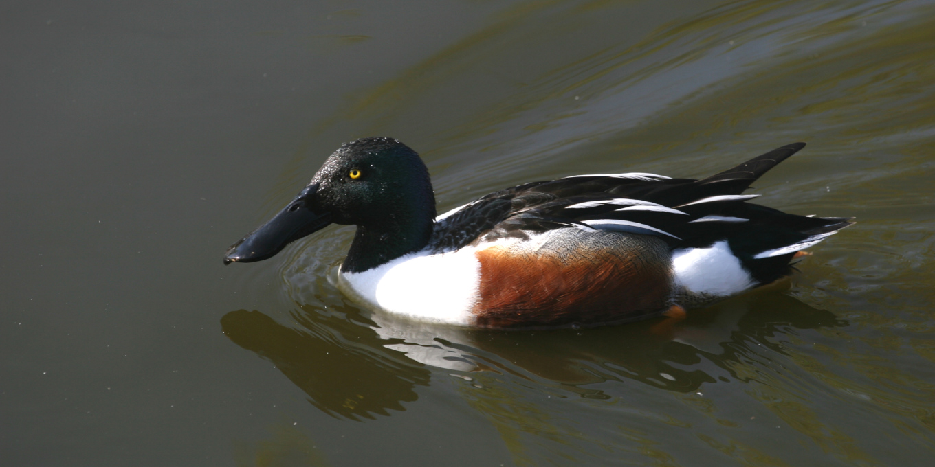 Canard souchet (Spatula clypeata) mâle © Nicolas Macaire / LPO